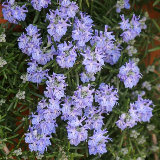 Rosmarinus officinalis Corsican blue - Rozmaring