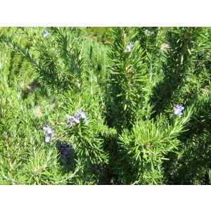 Rosmarinus officinalis Collinwood Ingram - Rozmaring