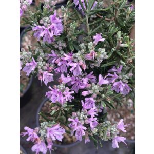 Rosmarinus officinalis Majorca Pink - Rozmaring