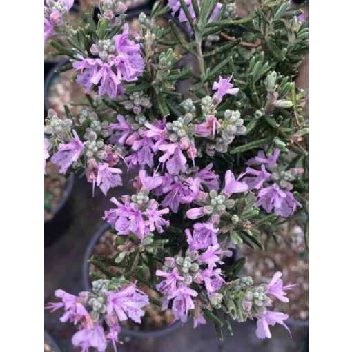 Rosmarinus officinalis Majorca Pink - Rozmaring