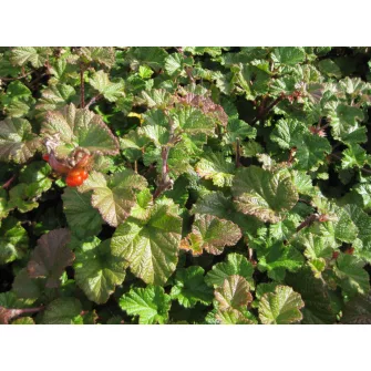 Szeder (Rubus)