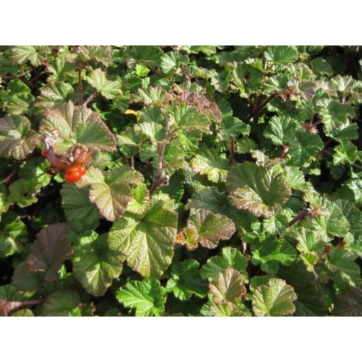Rubus idaeus Betty Ashburner - Örökzöld málna