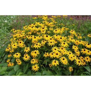 Rudbeckia fulgida Early Bird Gold - Kúpvirág