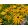 Rudbeckia fulgida Forever Gold - Kúpvirág