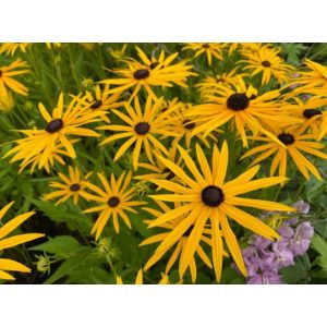 Rudbeckia fulgida Forever Gold - Kúpvirág