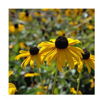 Kúpvirág (Rudbeckia)