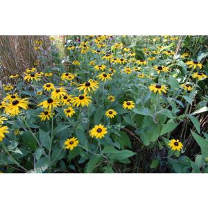 Rudbeckia fulgida speciosa - Kúpvirág