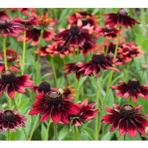 Rudbeckia hirta Cherry Brandy - Kúpvirág