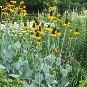 Rudbeckia maxima - Kúpvirág