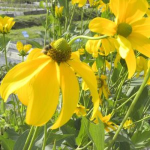 Rudbeckia nitida Juliglut - Kúpvirág