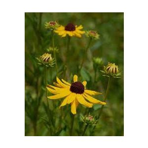 Rudbeckia subtomentosa - Kúpvirág