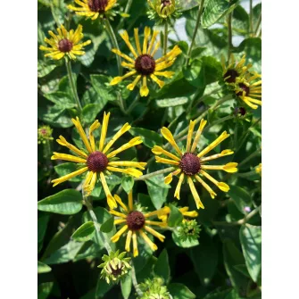 Kúpvirág (Rudbeckia)