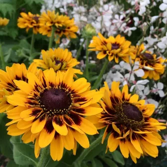 Kúpvirág (Rudbeckia)