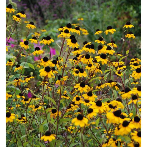 Rudbeckia triloba - Kúpvirág