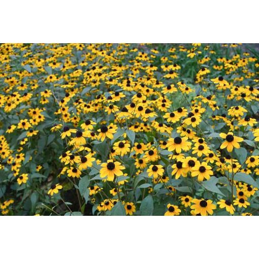 Rudbeckia triloba Blackjack Gold - Kúpvirág