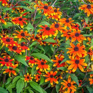 Rudbeckia triloba Prairie Glow - Kúpvirág