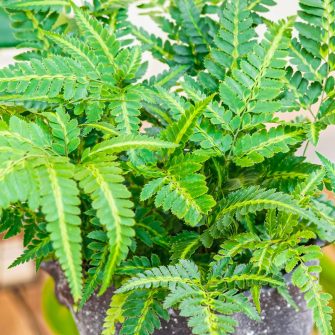 Bőrpáfrány (Rumohra)