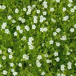 Sagina subulata Supreme - Zöldhúr