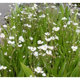 Nyílfű (Sagittaria)
