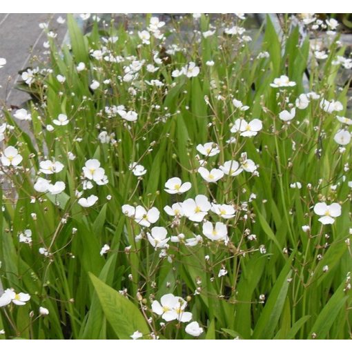 Sagittaria graminea - Nyílfű