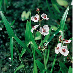 Sagittaria sagittifolia - Nyílfű