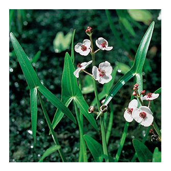 Nyílfű (Sagittaria)