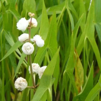 Nyílfű (Sagittaria)