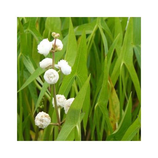 Sagittaria sagittifolia Flore Pleno - Nyílfű