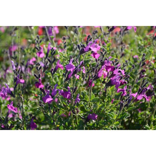 Salvia gregii Arctic Blaze Purple - Őszi zsálya