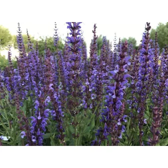 Zsálya (Salvia)