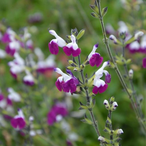 Salvia greggii Amethyst Lips - Őszi zsálya