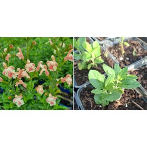 Salvia greggii Belle de Loire - Őszi zsálya