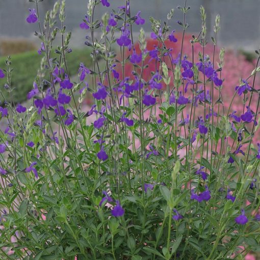 Salvia greggii Blue Note - Őszi zsálya