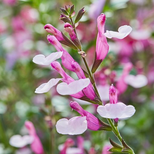 Salvia greggii Joy - Őszi zsálya