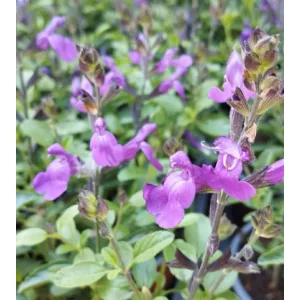 Salvia greggii Mirage Violet - Őszi zsálya