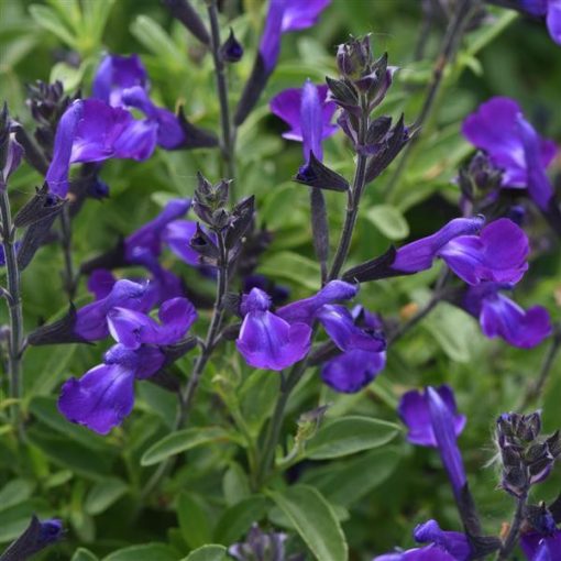 Salvia greggii Mirage Violet - Őszi zsálya