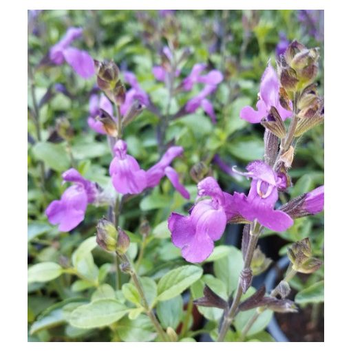 Salvia greggii Mirage Violet - Őszi zsálya