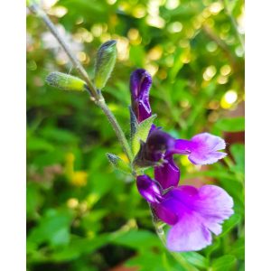 Salvia greggii Oriental Dove - Őszi zsálya