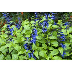 Salvia guaranitica Black and Blue - Ánizs illatú zsálya
