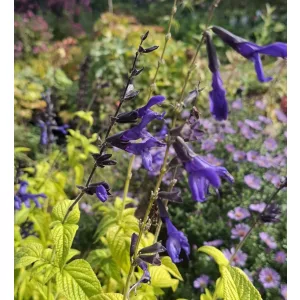 Salvia guaranitica Black and Blue - Ánizs illatú zsálya