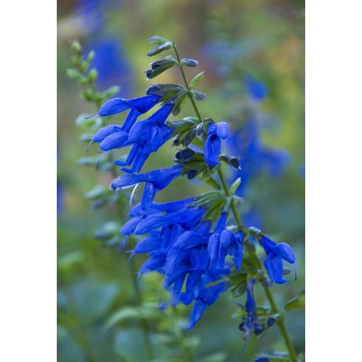 Salvia guaranitica Blue Enigma - Ánizs illatú zsálya