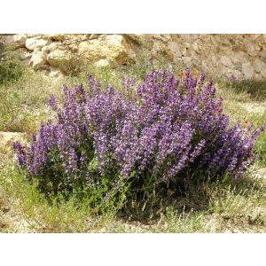 Salvia lavandulifolia - Levendula levelű zsálya