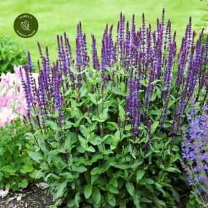 Salvia nemorosa Caradonna Compact - Ligeti zsálya