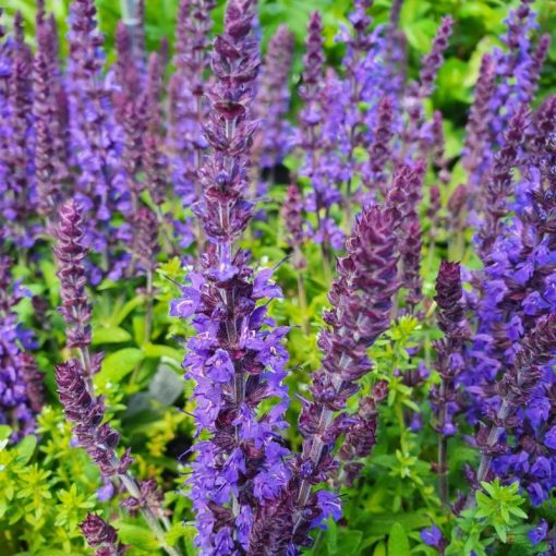 Salvia nemorosa Synchro Blue - Ligeti zsálya