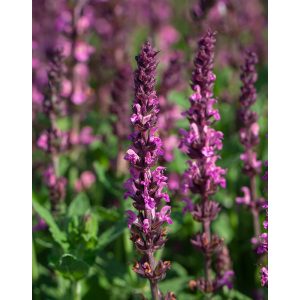 Salvia nemorosa Synchro Pink - Ligeti zsálya