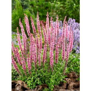 Salvia nemorosa Caradonna Pink - Ligeti zsálya