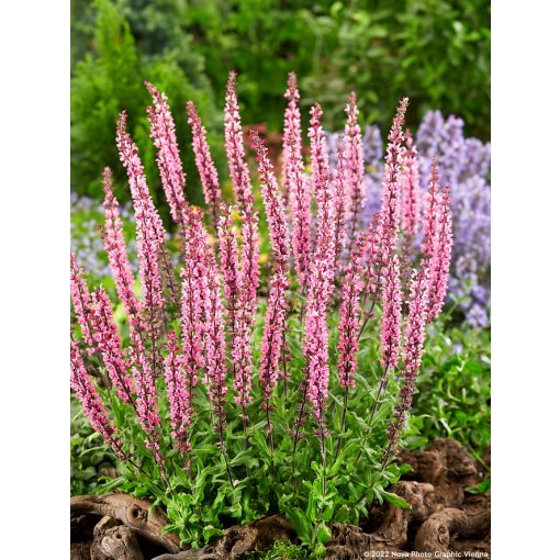 Salvia nemorosa Caradonna Pink - Ligeti zsálya