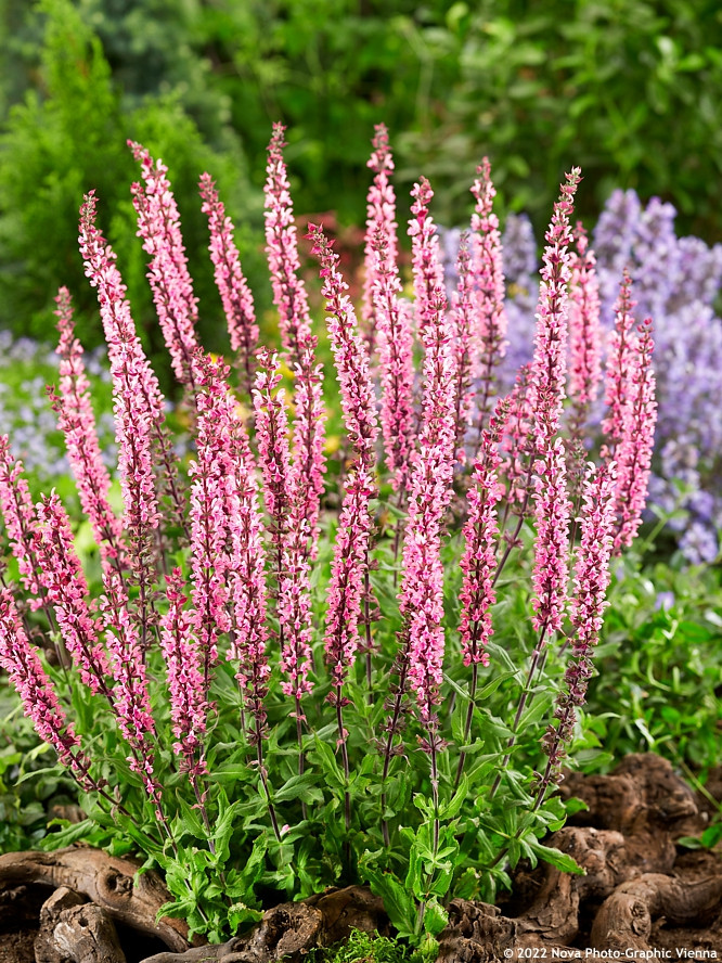 Salvia Nemorosa Caradonna Pink Ligeti Zs Lya