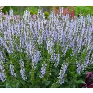 Salvia nemorosa Crystal Blue - Ligeti zsálya