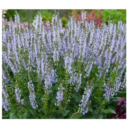 Salvia nemorosa Crystal Blue - Ligeti zsálya